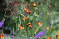 orange hawkweed